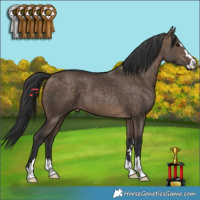 Horse Color:Brown Dun 