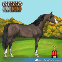 Horse Color:Brown Dun 