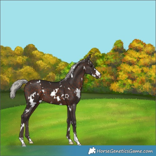Horse Color:White Spotted Silver Brown