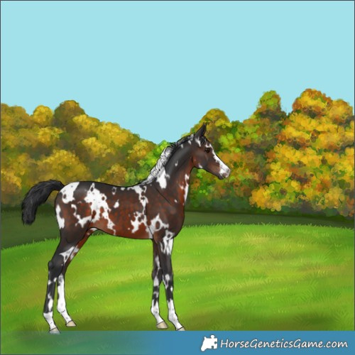 Horse Color:White Spotted Brown 