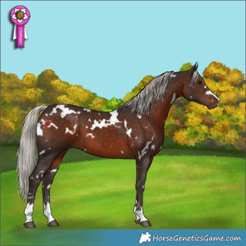Horse Color:White Spotted Silver Brown 