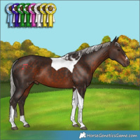 Horse Color:Silver Brown Tobiano 
