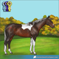 Horse Color:Silver Brown Tobiano 