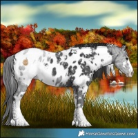 Horse Color:White Spotted Black Ice Blanket 