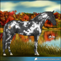 Horse Color:White Spotted Black