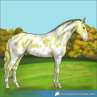Horse Color:Watercolor White Spotted Liver Chestnut Sabino Near Leopard