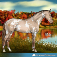 Horse Color:White Spotted Liver Red Dun Pearl