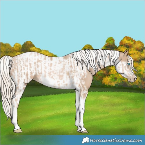 Horse Color:Chocolate Palomino Pearl Tobiano Frame and Chocolate Palomino Pearl Tobiano Frame