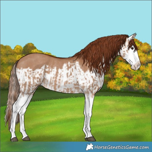 Horse Color:Red Dun Splash  and Red Dun Splash Rabicano 