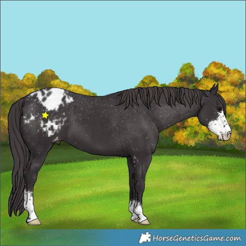 Horse Color:Smoky Black Sabino Appaloosa 