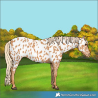 Horse Color:Chestnut Near Leopard