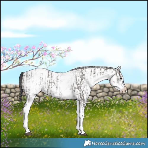 Horse Color:White Spotted Grullo Rabicano  and White Spotted Grullo Rabicano 