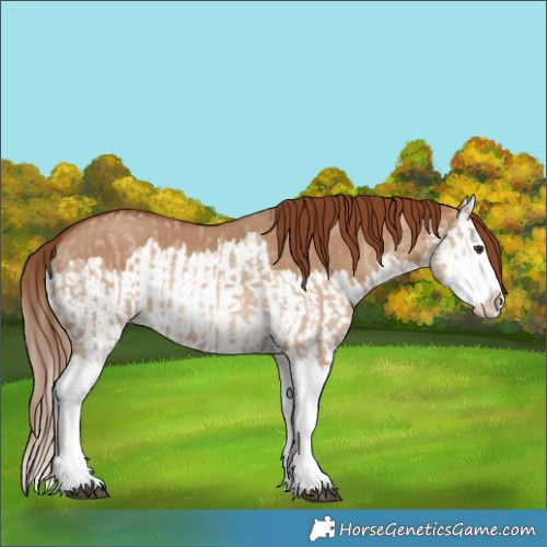 Horse Color:Red Dun Splash  and Red Dun Splash 