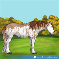Horse Color:Red Dun Splash and Red Dun Splash