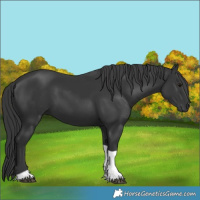 Horse Color:Black Tobiano