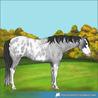 Horse Color:Blue Roan Splash Blanket 