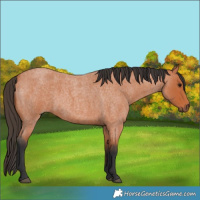 Horse Color:Bay Roan