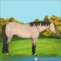 Horse Color:Bay Dun 