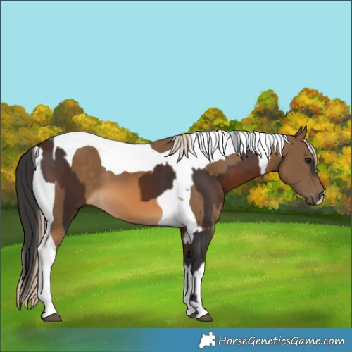 Horse Color:Brown Tobiano and Chocolate Palomino Tobiano