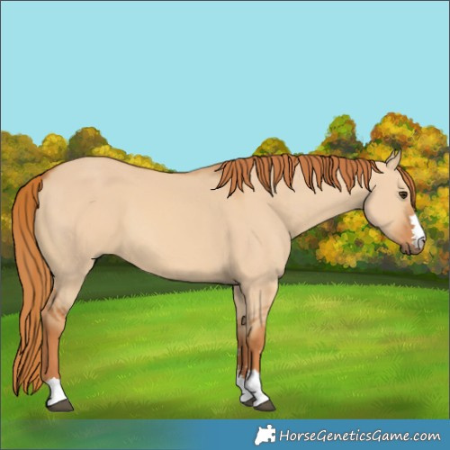Horse Color:Red Dun 