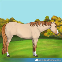 Horse Color:Red Dun