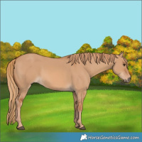 Horse Color:Red Dun 