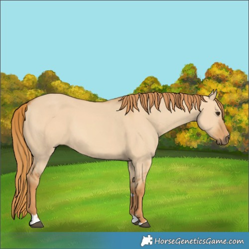 Horse Color:Red Dun 