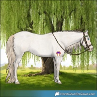 Horse Color:Smoky Creme Roan