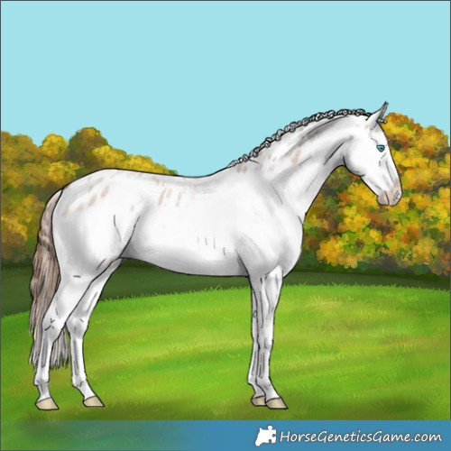 Horse Color:Red Dun Roan Splash Near Leopard 