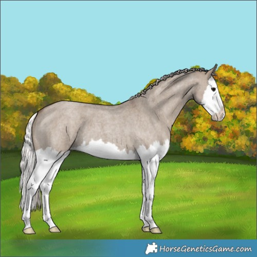 Horse Color:Silver Grullo Roan Splash 
