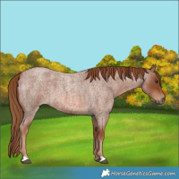 Horse Color:Red Roan