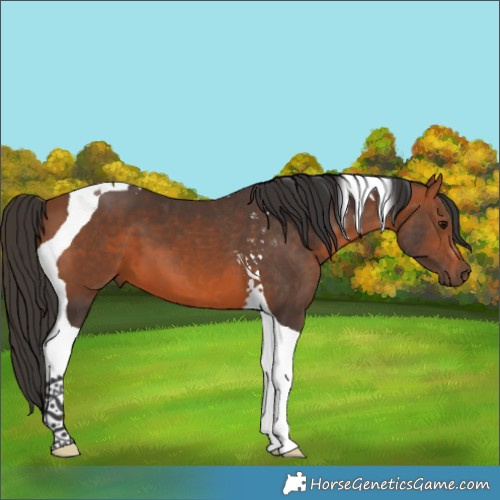 Horse Color:Bay Tobiano