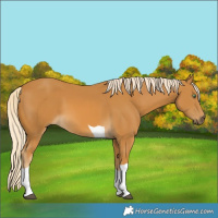 Horse Color:Palomino Tobiano 