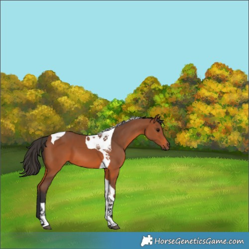 Horse Color:Bay Tobiano 