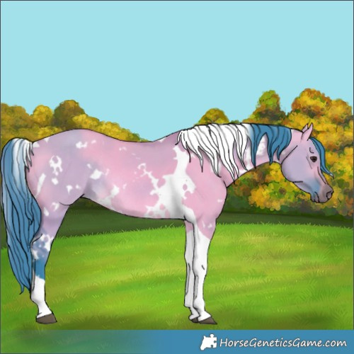 Horse Color:Watercolor White Spotted Buckskin Dun Tobiano Rabicano