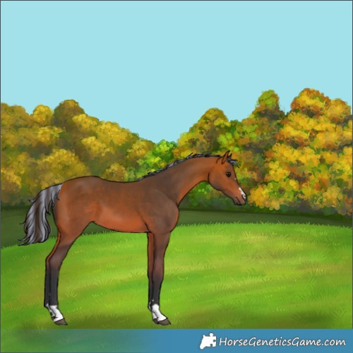 Horse Color:Painted Bay