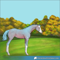 Horse Color:Watercolor Bay Splash 