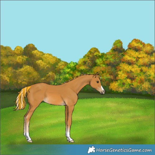 Horse Color:Painted Palomino