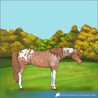 Horse Color:Chestnut Tobiano Blanket