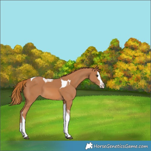 Horse Color:Chestnut Splash Tobiano