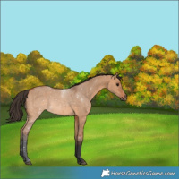Horse Color:Bay Dun