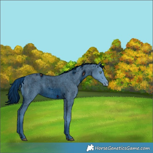 Horse Color:ERROR: UNKNOWN ANOMALY