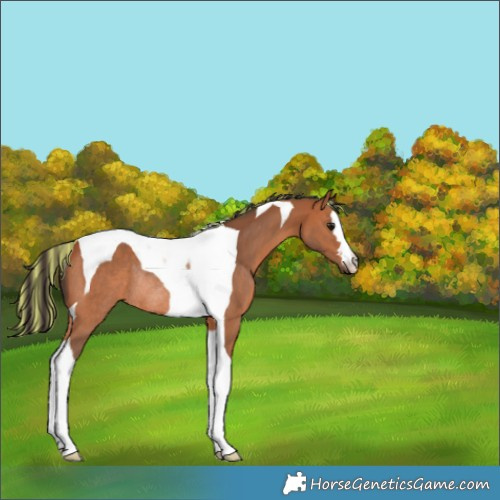 Horse Color:Painted Bay Tobiano Rabicano 
