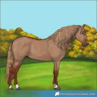 Horse Color:Red Dun 