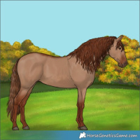 Horse Color:Red Dun 