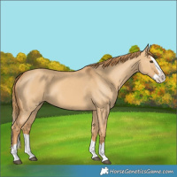 Horse Color:Red Dun Splash 