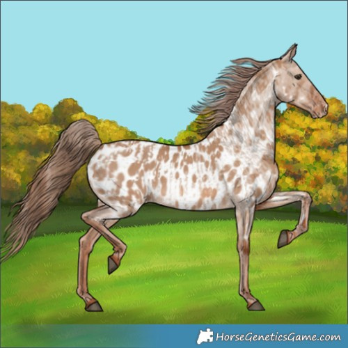 Horse Color:Red Dun Appaloosa  and Red Dun Appaloosa 