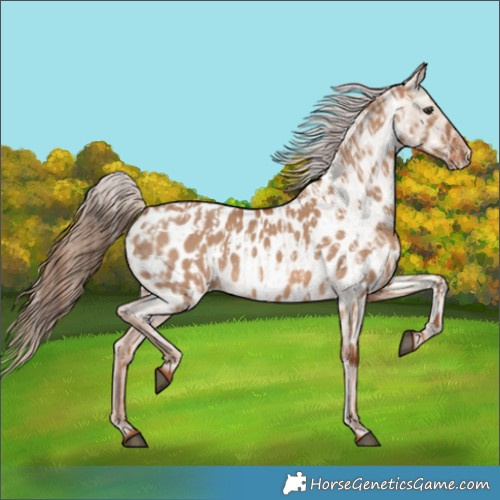 Horse Color:Red Dun Appaloosa  and Red Dun Appaloosa 