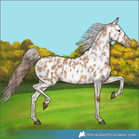 Horse Color:Red Dun Appaloosa  and Red Dun Appaloosa 