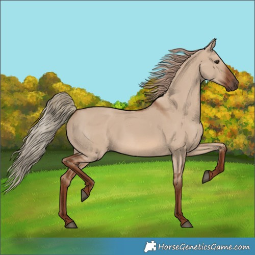 Horse Color:Red Dun 